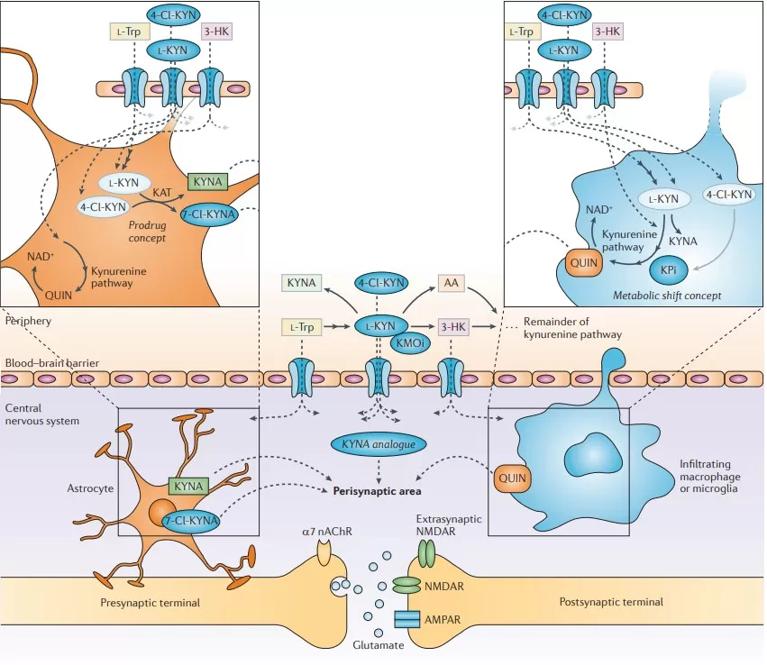 Peripheral and central aspects of kynurenine pathway-related neuroprotective approaches (Vécsei et al., 2013)